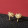 Rose gold  + Rs.10.00 